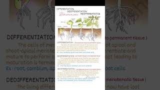 plant growth amp development  differentiation dedifferentiation redifferentiation [upl. by Wrigley]