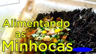 Como Alimentar as Minhocas do Minhocário [upl. by Esile]