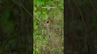 The Scalybreasted munia bird  Scalybreasted munia bird is seating on the tree  bird Photography [upl. by Chassin985]