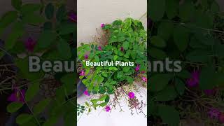 Turkish Drama Music With Beautiful Plants [upl. by Iilek]