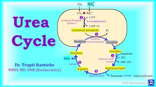 5 Urea Cycle  Amino Acid Metabolism  Biochemistry  NJOY Biochemistry [upl. by Ayamahs]