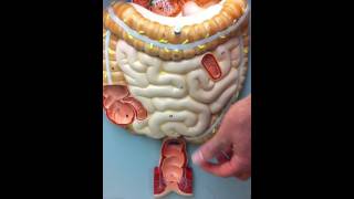 Digestive System Model [upl. by Adivad]