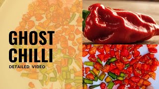 The Worlds Hottest Pepper  Jolokia  Ghost Pepper [upl. by Assenej]