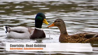 Two Mallards or Wild Ducks Anas platyrhynchos headnodding  headbobbing 3 [upl. by Aniret]