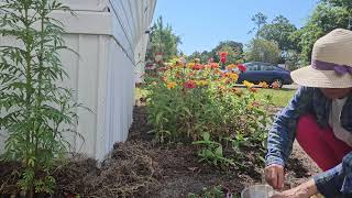 collecting of my zinnia seeds and replanted next year  with relaxing music from YouTube studio [upl. by Tezil]