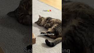 My cat has selective hearing shorts cat funny [upl. by Attehcram]