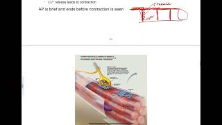 94  ExcitationContraction Coupling [upl. by Sirraj]