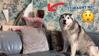 Sassy Baby RIPS Wallpaper Off Wall amp Tries To Blame Her Husky😂 FUNNIEST VIDEO EVER [upl. by Hasile472]