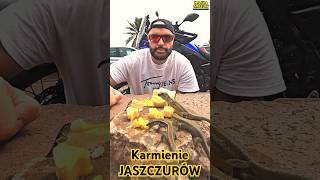 Karmienie Jaszczurek Bananami [upl. by Aicemed]