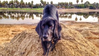 Basset Hound Nose Work Training [upl. by Lechner]