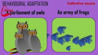 Predation Predator and Prey adaptations [upl. by Whyte529]