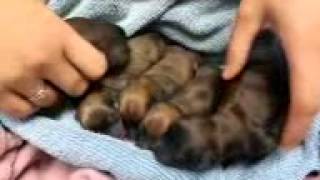 Newborn chihuahua puppies [upl. by Sadoc]