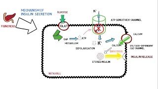 Insulin Secretion [upl. by Gerianna]