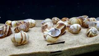 Neolamprologus Multifasciatus Tank Setup Multies [upl. by Cia502]