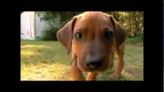 Dogs 101  Rhodesian Ridgeback [upl. by Alyel]