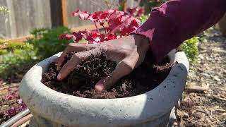 Planting heuchera in containers [upl. by Euqinomahs375]