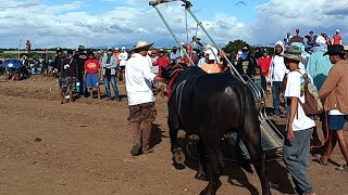 semi Final maburak gapan karera ng kalabaw Livestream [upl. by Janeva]