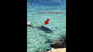 Sperm Whale VS Sea Lion 😦😦 shorts [upl. by Atiniuq252]