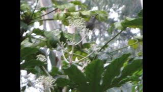 Hummingbirds love Exotic Fatsia Flowers in Winter [upl. by Amri66]