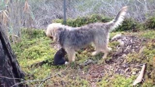 Blue Fairy Otterhound Puppy 2015 The Big Outdoors [upl. by Ethelred27]