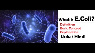 What is EColi  What E Coli Does To Your Body  Escherichia coli  Urdu  Hindi [upl. by Julie]