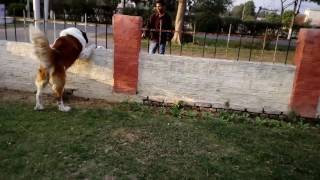 Fighting of a StBernard with Argentino dog [upl. by Yadsendew]