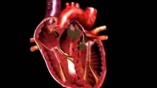 medical animation beating heart [upl. by Nywde]