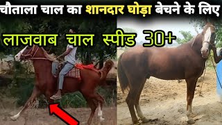 बिक्री के लिए शानदार चाल का घोड़ा horse for selling [upl. by Hgeilhsa614]