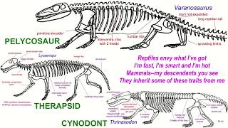 MAMMAL ANCESTOR song [upl. by Ashlie]