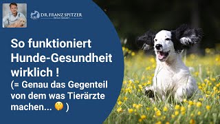 So funktioniert HundeGesundheit wirklich Das Gegenteil von dem was Tierärzte machen [upl. by Marlin]