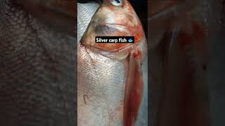 Silver carp fish 🐟 fishing foryou freshfish shorts youtube viralvideo foryoupage [upl. by Fretwell]