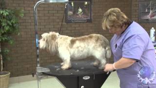 How to Groom a Pet Petit Basset Griffon Vendéen with Lisa Leady [upl. by Benildis]