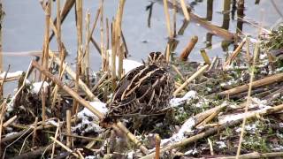 Vroege Vogels  Een watersnip [upl. by Rbma]