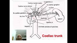 5 Coeliac trunk [upl. by Thurmond]