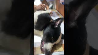 Antibiotic injection after dog surgery [upl. by Wanyen]