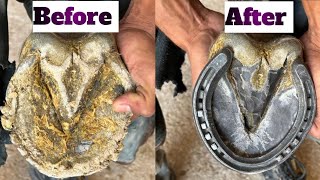 Hoof satisfying and shoeing horse farrier farrierlife asmrvideo  خیل [upl. by Asenaj]