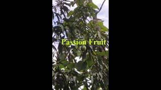 Passion Fruit Juice From Fruits in Our Colleges Campus [upl. by Aninaig531]