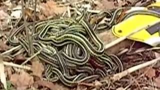 Garter Snake Breeding Ball [upl. by Marl]