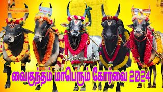 வைகுந்தம் களம் காங்கேயம் காளை கோர்வை 2024jallikattu viralvideo trendingvideo bull eruthattam [upl. by Michella195]