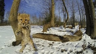 Cheetah Cubs Playing in the Snow [upl. by Fabrin]