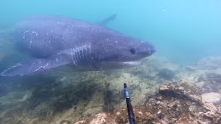 Spearfishing Shark Encounter [upl. by Meaghan247]