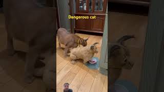 cat shortfeed animals tigerlion lionhunting shortvideo tiger wildlifes shorts nature india [upl. by Ennair]