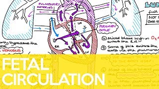 Fetal Circulation Ductus Venosus Foramen Ovale amp Ductus Arteriosus  Sarah Clifford Illustration [upl. by Annabell356]