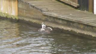 Otter attacks Greylag Goose on Norfolk Broads Video 1 [upl. by Akcebar]