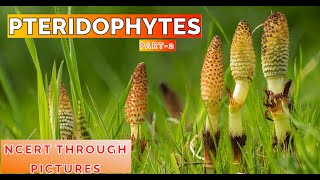 Plant kingdom 07 PTERIDOPHYTES Class11 CBSE NCERT NEET NCERT through pictures Part 2 [upl. by Bernardina]