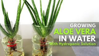 Growing Aloe vera in Water with Hydroponic Solution [upl. by Hammel344]