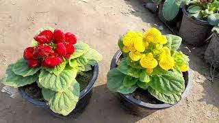 Lady purse calceolaria plant care tips  a unique winter flower by Cocos Garden [upl. by Navannod]