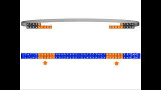 Golden Gate Cloning  1 Type IIS Restriction Endonucleases [upl. by Shirlene]