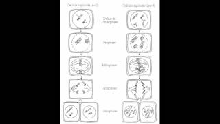 SVT  méiose et fécondation  TS chap 2 [upl. by Etnuaed426]