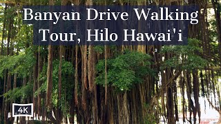 Banyan Drive amp Liliuokalani Gardens  Walking Tour  Hilo Hawaii [upl. by Linetta]